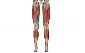 félighártyás izom combhajlító nyújtás