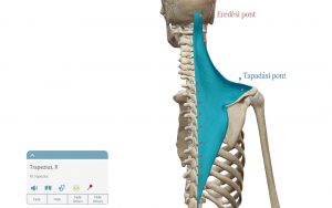 váll csuklyásizom nyújtása
